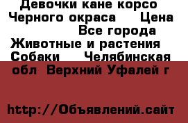 Девочки кане корсо. Черного окраса.  › Цена ­ 65 000 - Все города Животные и растения » Собаки   . Челябинская обл.,Верхний Уфалей г.